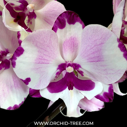 Phalaenopsis Kingcar Dalmatian - FF