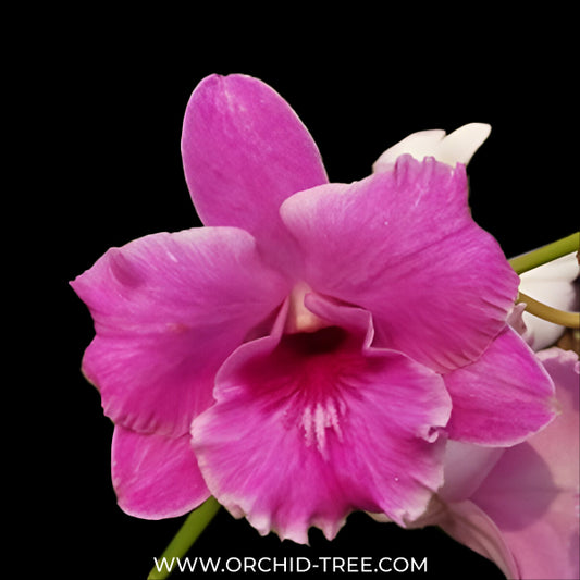Dendrobium King Dragon x Anucha Flare Orchid Plant - FF (With Emerging Spike)