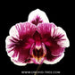 Phalaenopsis Hsinying Little Knight 'Peloric PF' Orchid Plant - MS