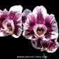 Phalaenopsis Hsinying Little Knight 'Peloric PF' Orchid Plant - MS