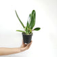 Cattleya (Lc.) Lake Cachuma "New Spring" Orchid Plant - BS