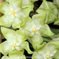 Hoya lambii