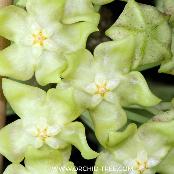 Hoya lambii