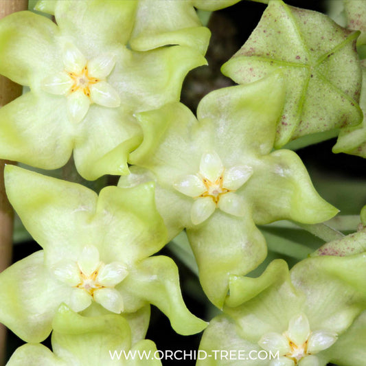 Hoya lambii