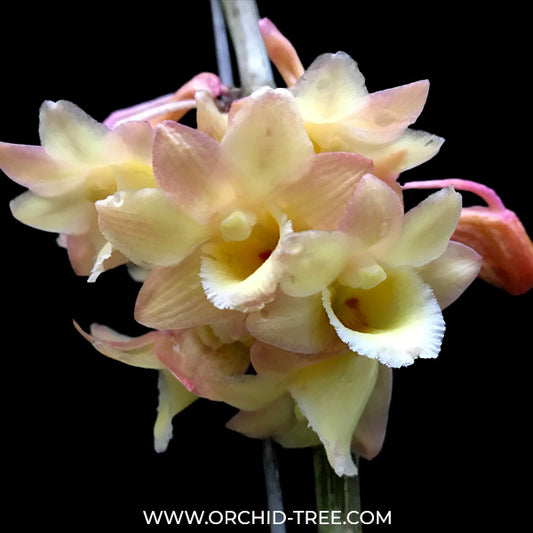 Dendrobium lampongense sp. - BS