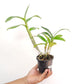 Dendrobium Brown Derby x lasianthera Orchid Plant - FF