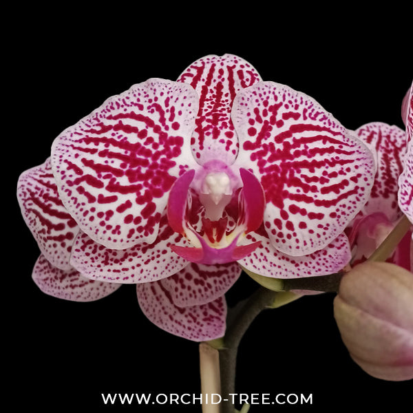 Phalaenopsis Claire Galaxy Orchid Plant - FF