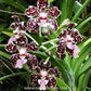 Vanda lombokensis sp. Orchid Plant - BS (2 Growths)