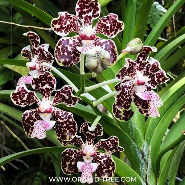 Vanda lombokensis sp. Orchid Plant - BS (2 Growths)