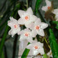 Hoya longifolia 'China Beans'