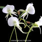 Angraecum Longiscott Orchid - BS