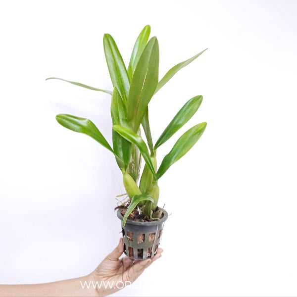 Cattleya (Schomburgkia) lueddemanniana sp. Orchid Plant - BS