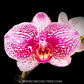 Phalaenopsis Fuller's Mask Stripe Orchid Plant - FF
