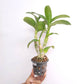 Dendrobium Mayneal x Uraiwan -BS