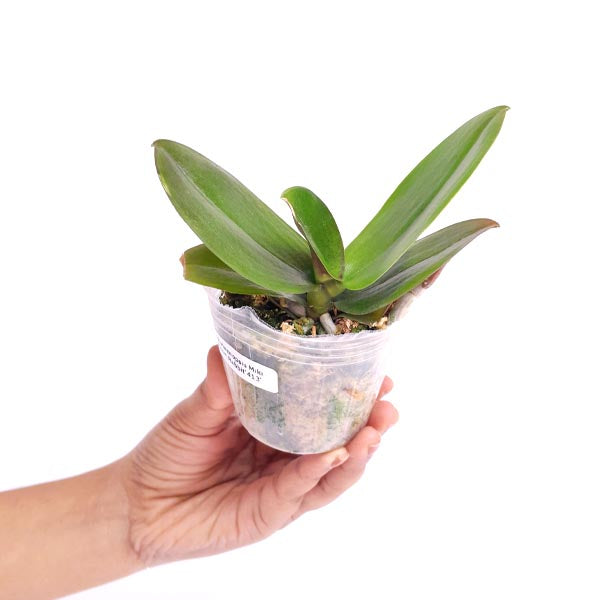 Phalaenopsis Miki Moon Rabbit '413' Orchid Plant - BS