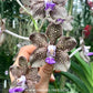 Vanda Mimi Palmer - BS