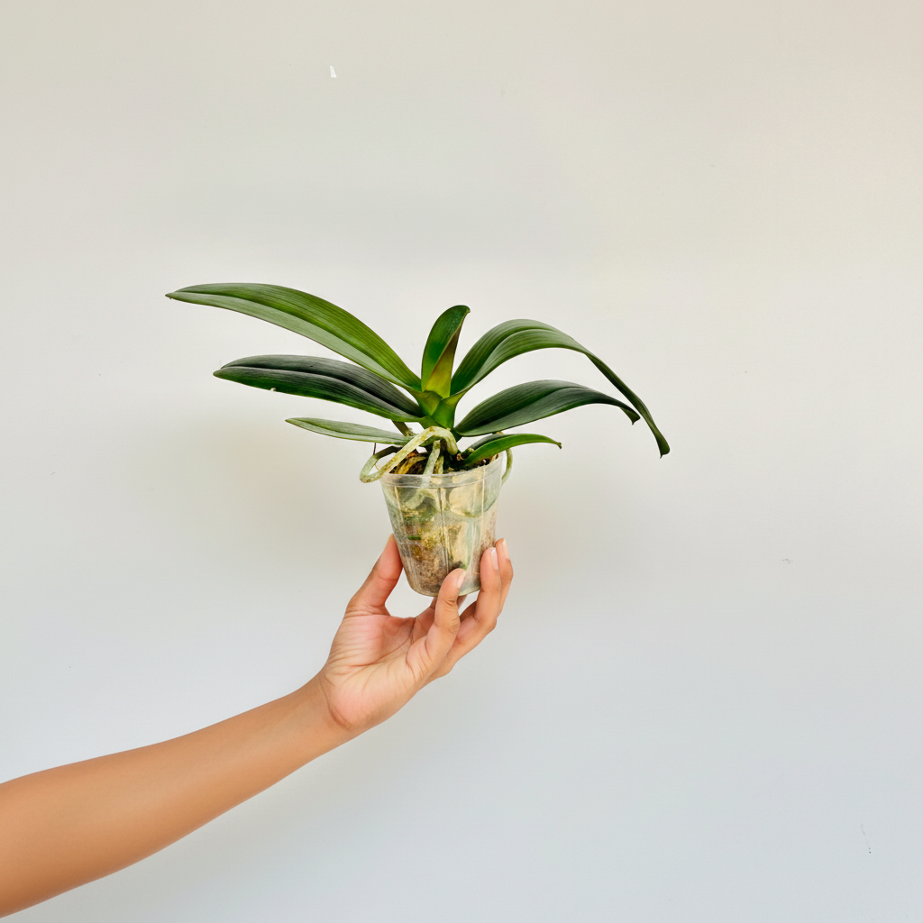 Phalaenopsis KV Beauty Orchid Plant - BS - Buy Orchids Plants Online by Orchid-Tree.com