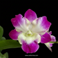 Dendrobium Dragon Smile Orchid Plant - FF (Emerging Spike) - Buy Orchids Plants Online by Orchid-Tree.com
