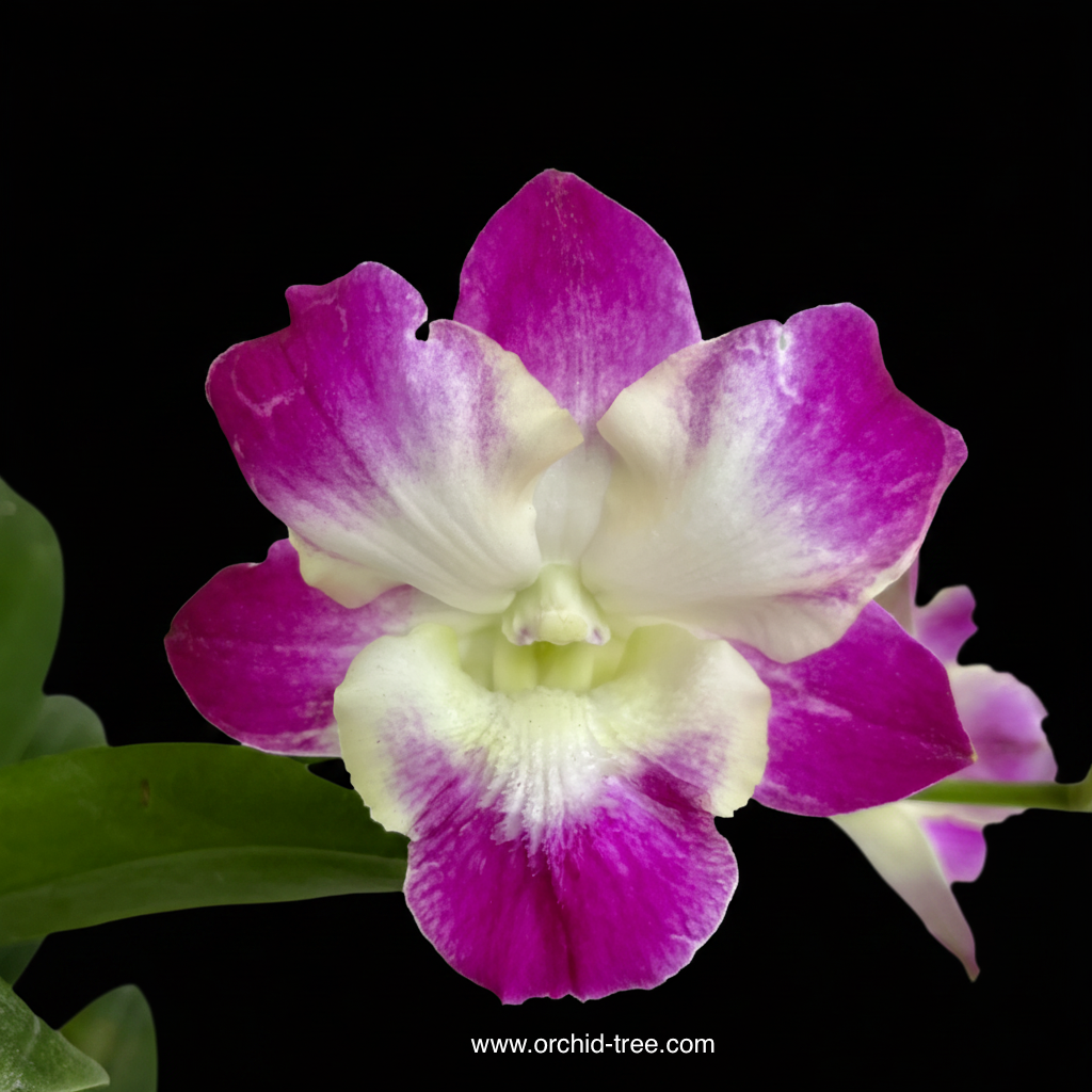 Dendrobium Dragon Smile Orchid Plant - FF (Emerging Spike) - Buy Orchids Plants Online by Orchid-Tree.com