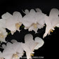 Phalaenopsis Moonlight Orchid Plant - FF