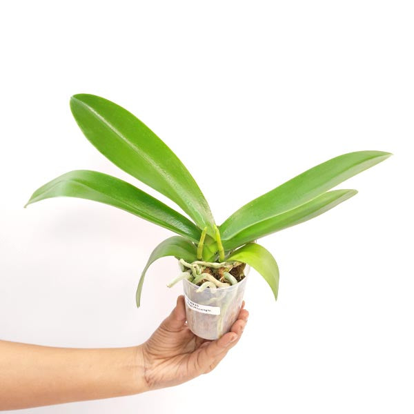 Phalaenopsis Moonlight Orchid Plant - FF