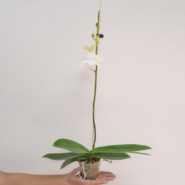 Phalaenopsis Moonlight Orchid Plant - BS