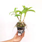 Dendrobium Morning Rabbit Orchid Plant - BS