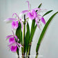 Cattleya Morning Glory 'Valentine Kiss' - FF