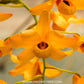 Dendrobium moschatum sp. - BS - Buy Orchids Plants Online by Orchid-Tree.com