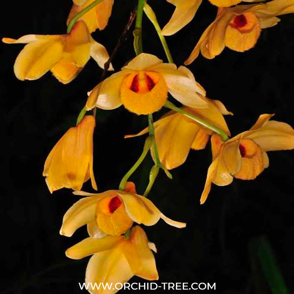Dendrobium moschatum sp. - BS - Buy Orchids Plants Online by Orchid-Tree.com