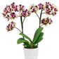 Phalaenopsis Mothers Finest - BS