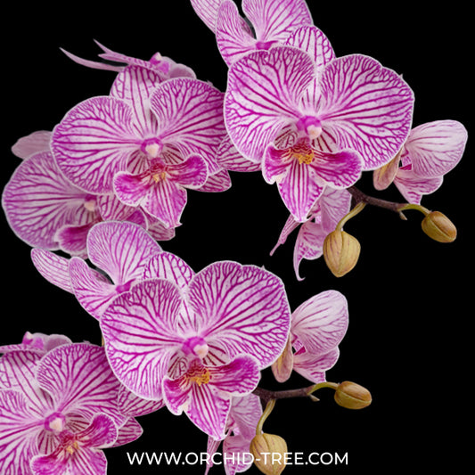 Phalaenopsis Musica Orchid Plant - FF