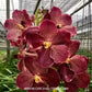 Vanda Somsri Gold x Bitz’s Heartthrob #1 Orchid Plant - MS
