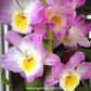 Dendrobium ( Nobile ) Maloflake Hybrid Orchid Plant - BS