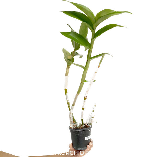 Dendrobium Nopporn Pink Orchid Plant - FF