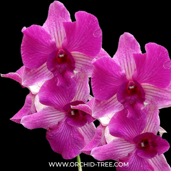 Dendrobium Nopporn Star Bright # 761 - BS