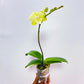 Phalaenopsis Ocado - BS