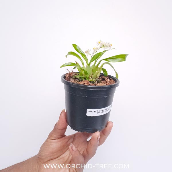 Oncidium Tsiku Marguerite 'Chian-Tzy Dragon #1' - Miniature Orchid Plant - BS - Buy Orchids Plants Online by Orchid-Tree.com