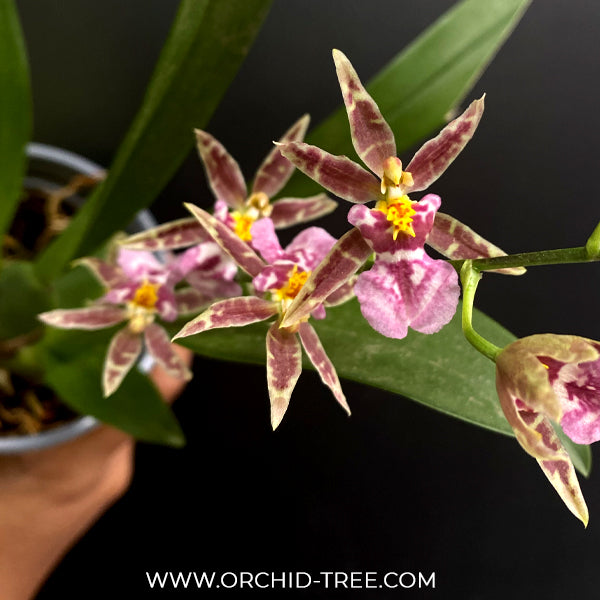 Oncidium (Odontoglossum) Titanium Purple Orchid Plant - BS