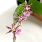 Oncidium (Odontoglossum) Titanium Purple Orchid Plant - BS