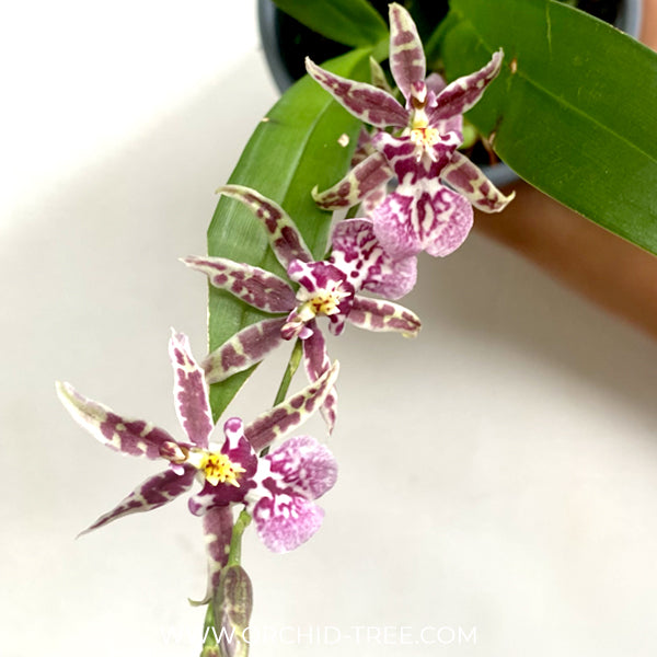Oncidium (Odontoglossum) Titanium Purple Orchid Plant - BS