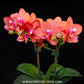 Phalaenopsis Orange Baby - BS