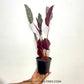 Calathea Ornata