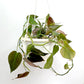 Philodendron Micans | Oxycardium black