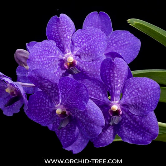 Vanda Pachara Delight Orchid Plant - BS