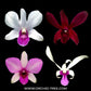 Dendrobium Pack of 8 #2 - SS (Seedling)