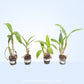 Dendrobium Pack of 4 #1 - SS (Seedling)
