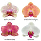 Phalaenopsis Seedling Combo SS | Pack of 4