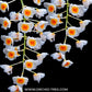 Dendrobium palpebrae sp. - BS