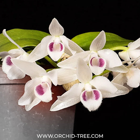 Dendrobium parishii var semi-alba Orchid Plant - BS